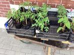 Tomatenplantjes, Ophalen, Groenteplanten, Eenjarig, Volle zon