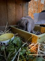 Rammetje van 1.5 jaar, Dieren en Toebehoren, Mannelijk, Middelgroot, Hangoor, 0 tot 2 jaar