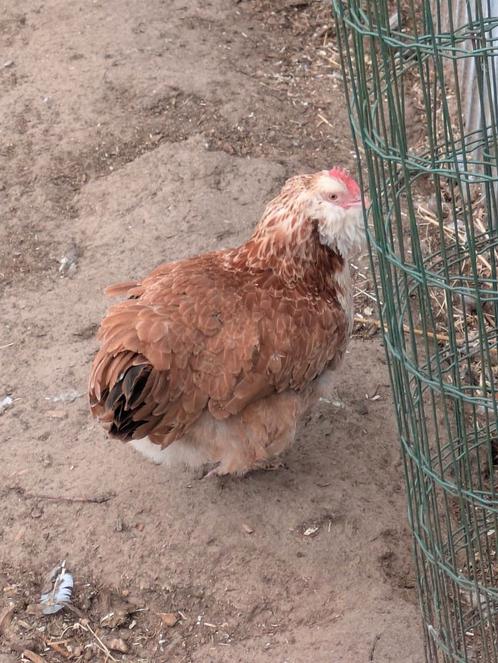 Faverolles groothoen, Dieren en Toebehoren, Pluimvee