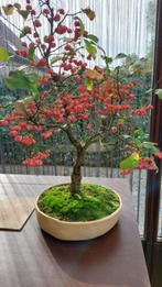 Bonsai Euonymus Europaeus, kardinaalsmuts, Volle zon, Ophalen