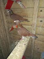 Kleurpostduif, Dieren en Toebehoren, Vogels | Duiven, Mannelijk, Postduif