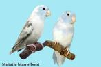 Gezocht: Blauw bonte forpus., Meerdere dieren, Papegaai, Geringd