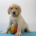 Labrador - Belgische pups te koop, CDV (hondenziekte), Meerdere, 8 tot 15 weken, Meerdere dieren