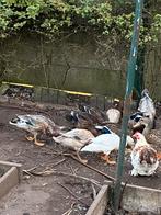 Indische loopeenden, Dieren en Toebehoren