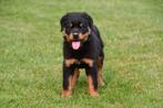 Rottweiler pups te koop - Beide ouders aanwezig, België, CDV (hondenziekte), 8 tot 15 weken, Meerdere