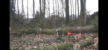 Vellen van bomen , opruimen van omgewaaide bomen!