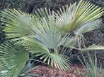 Winterharde palmen  (hybride), Tuin en Terras, Herfst, Ophalen of Verzenden, Minder dan 100 cm, Palmboom