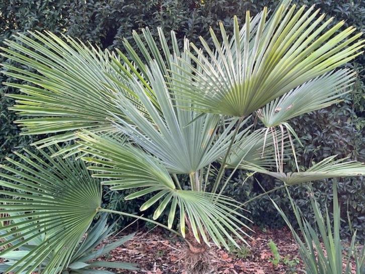 Winterharde palmen  (hybride), Tuin en Terras, Planten | Bomen, Palmboom, Minder dan 100 cm, Volle zon, Herfst, In pot, Ophalen of Verzenden