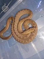 Dasypeltis gansi 0.1 adulte, Animaux & Accessoires, Reptiles & Amphibiens