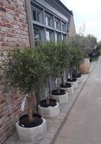 ‼️Olijfbomen olea europaea aan promoprijzen ‼️, Ophalen