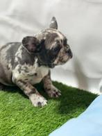 Franse bulldog pups, Dieren en Toebehoren, 15 weken tot 1 jaar, Buitenland, CDV (hondenziekte), Bulldog