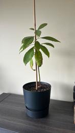 Avocadoplant, Ophalen