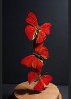Envolée de 3 Papillons exotiques Cymothoe Sangaris Cloche, Collections, Insecte, Animal empaillé, Enlèvement ou Envoi, Neuf