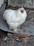 Cochin haantje, Dieren en Toebehoren, Pluimvee