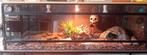 5 koningspythons  en 2 terrariums, Dieren en Toebehoren