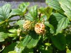 Fraisiers blancs, Jardin & Terrasse, Enlèvement