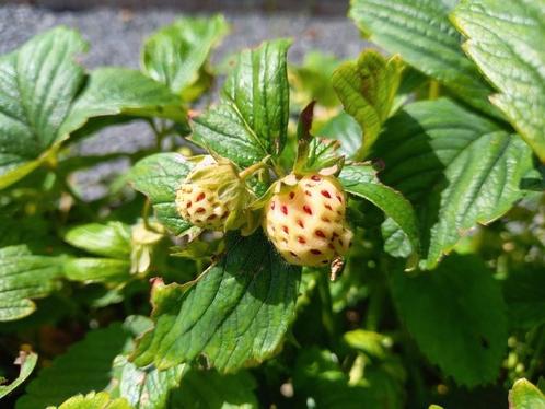 Fraisiers blancs, Jardin & Terrasse, Plantes | Jardin, Enlèvement