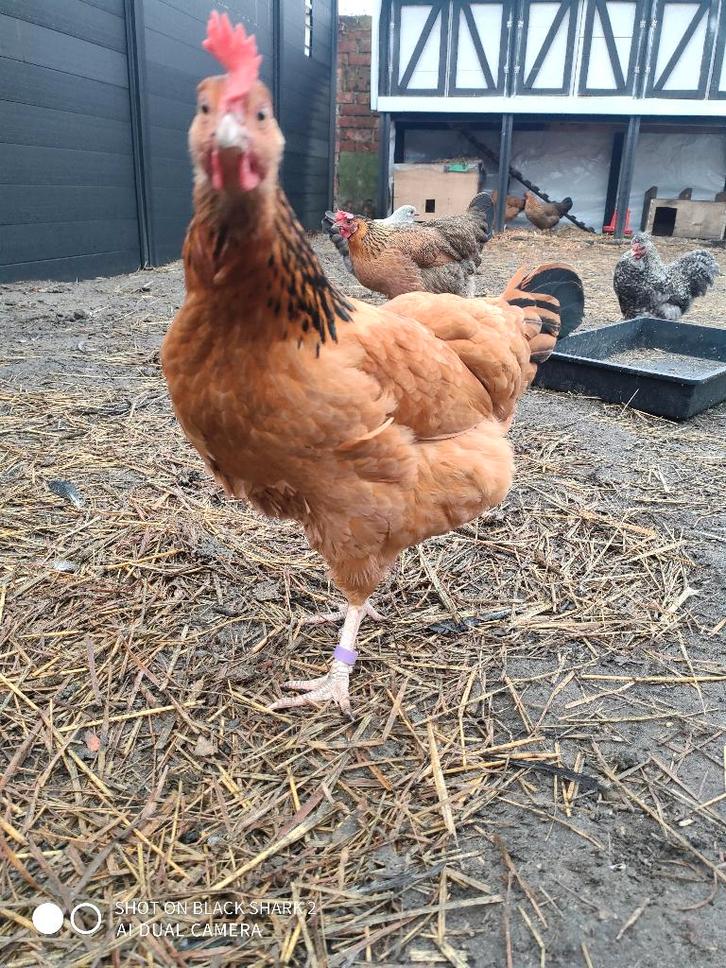 kippen, Dieren en Toebehoren, Pluimvee, Kip, Meerdere dieren