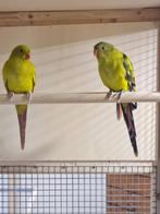 Bergparkieten koppel pastel gezoomd, Dieren en Toebehoren, Vogels | Parkieten en Papegaaien, Meerdere dieren, Parkiet, Geringd