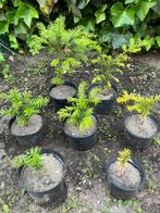 Taxus 10-20 cm in pot, Jardin & Terrasse, Plantes | Arbustes & Haies, Taxus, Enlèvement, Arbuste