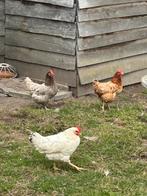 3 mooie legkippen en 1 haan, Dieren en Toebehoren, Pluimvee, Kip