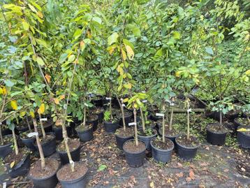 Laagstam fruitbomen, diverse soorten beschikbaar voor biedingen