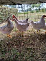 Trio witte legkippen, Dieren en Toebehoren, Pluimvee, Meerdere dieren, Kip