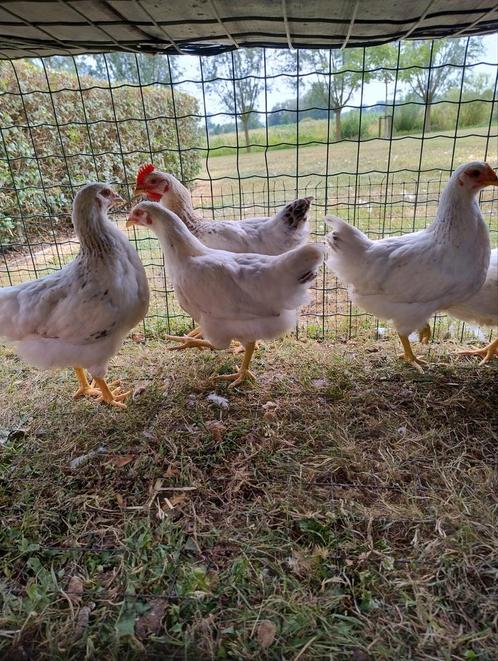Trio witte legkippen, Dieren en Toebehoren, Pluimvee, Kip, Meerdere dieren