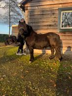Merrie shetlander, Animaux & Accessoires, Chevaux, Jument