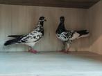 Connectez Budapest, Animaux & Accessoires, Oiseaux | Pigeons, Plusieurs animaux, Autres espèces