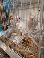 Handtamme valkparkieten, Dieren en Toebehoren, Vogels | Parkieten en Papegaaien