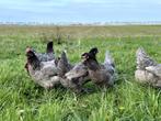Jonge tamme bleu de landes kippen hennen gesekst en ingeënt, Dieren en Toebehoren, Pluimvee, Vrouwelijk, Kip