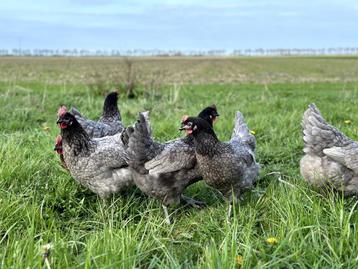 Jonge tamme bleu de landes kippen hennen gesekst en ingeënt beschikbaar voor biedingen