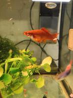 Zwaarddragers, Dieren en Toebehoren