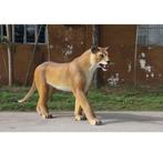 Lion Lioness Walking 243 cm - Leeuwin beeld, Nieuw, Ophalen of Verzenden