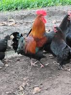 Kuikens Marans zwart koperhals, Dieren en Toebehoren, Pluimvee