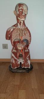 ANtieken torso model, Antiek en Kunst, Curiosa en Brocante, Ophalen