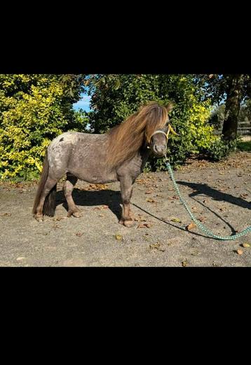 Mini paardje beschikbaar voor biedingen