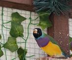 Gouldamandine koppel, Dieren en Toebehoren, Meerdere dieren, Tropenvogel
