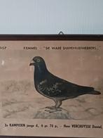 Foto van wedstrijduif 1957.H. BARE Brux., Antiek en Kunst, Ophalen of Verzenden