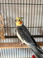 2 tamme valkparkieten met kooi, Dieren en Toebehoren, Tam