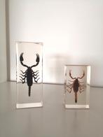 Lot de 2 scorpions naturalisés, Collections, Collections Animaux, Enlèvement