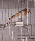 Major putter pop, Dieren en Toebehoren, Vogels | Overige Vogels, Vrouwelijk, Wildzangvogel, Geringd