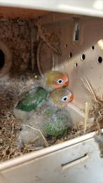 2 jonge agapornis fisheri voor HANDOPFOK, Dieren en Toebehoren, Tam