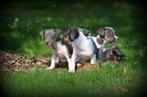 Jack Russell pups blauw, Dieren en Toebehoren, België, Jack Russell Terriër, Reu, CDV (hondenziekte)