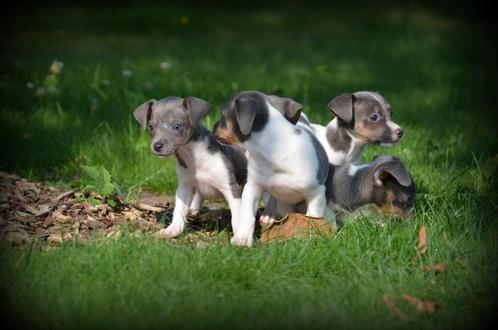Jack Russell pups blauw, Dieren en Toebehoren, Honden | Jack Russells en Terriërs, Reu, Jack Russell Terriër, Fokker | Professioneel