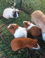 2 cavia´s broertjes zoeken nieuwe thuis, Dieren en Toebehoren, Knaagdieren, Mannelijk, Tam, Maart, Cavia