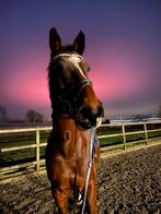 Paarden trainen + doorrijden, Dieren en Toebehoren, Paarden, Meerdere dieren, Niet van toepassing