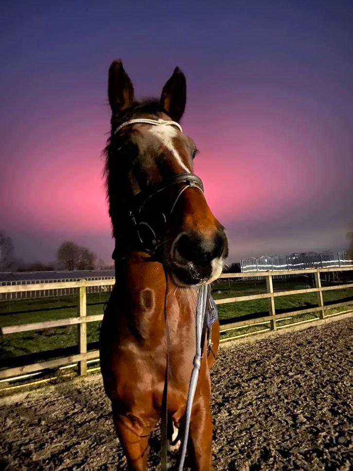 Paarden trainen + doorrijden, Dieren en Toebehoren, Paarden, Meerdere dieren, Niet van toepassing