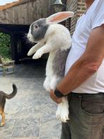 Duitse reus ram Tam en lief Zeer goede dekram Vaste prijs 50, Dieren en Toebehoren, Konijnen